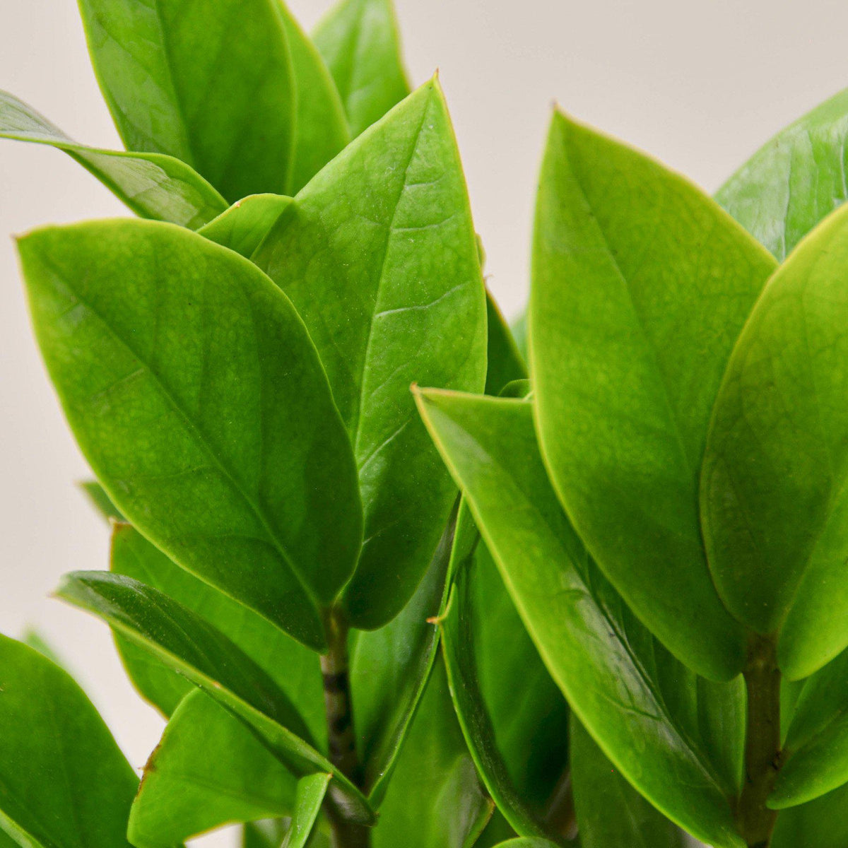 Zamioculcas Zamiifolia 'ZZ' Plant