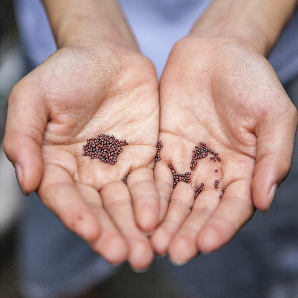 Hands holding a variety of small, dark hydroponic seeds.