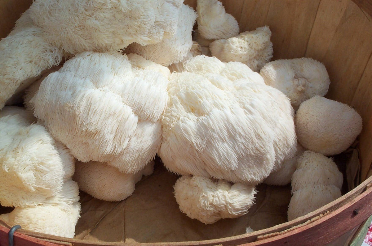 Lion's Mane Mushroom Growing Kit