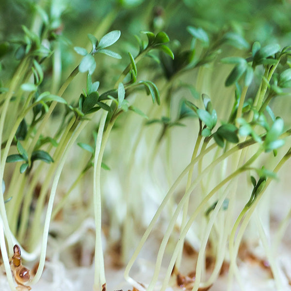 Close-up of young green sprouts in a hydroponic indoor garden system.