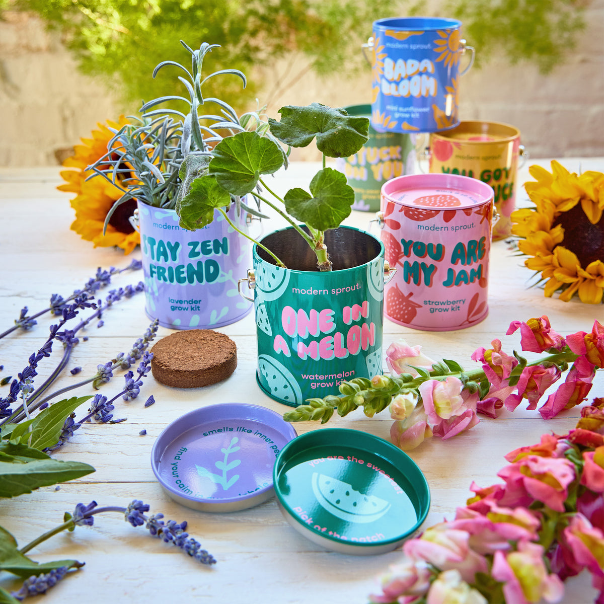 Complimentary Colors Grow Kits