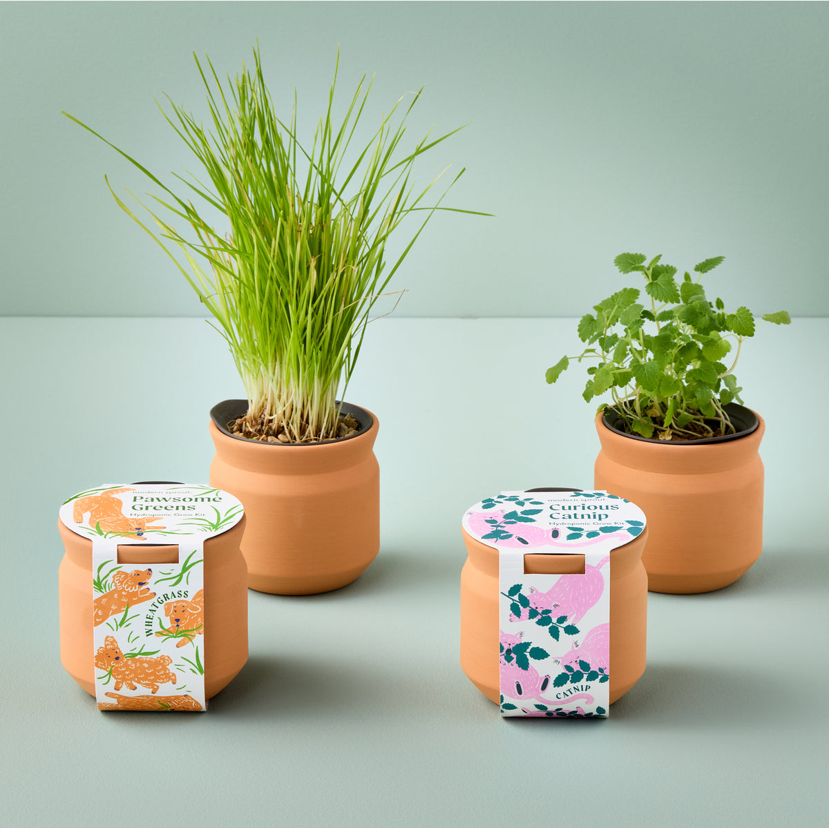 New Pet Tiny Terracotta Grow Kits
