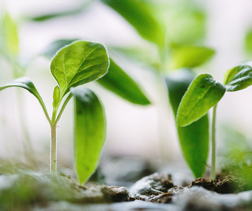 Young green seedlings sprouting in a hydroponic indoor garden system.