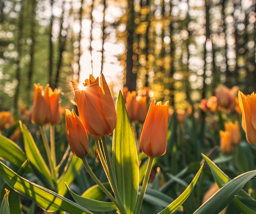 Orange tulips in a sunlit garden, not related to indoor hydroponic kits.