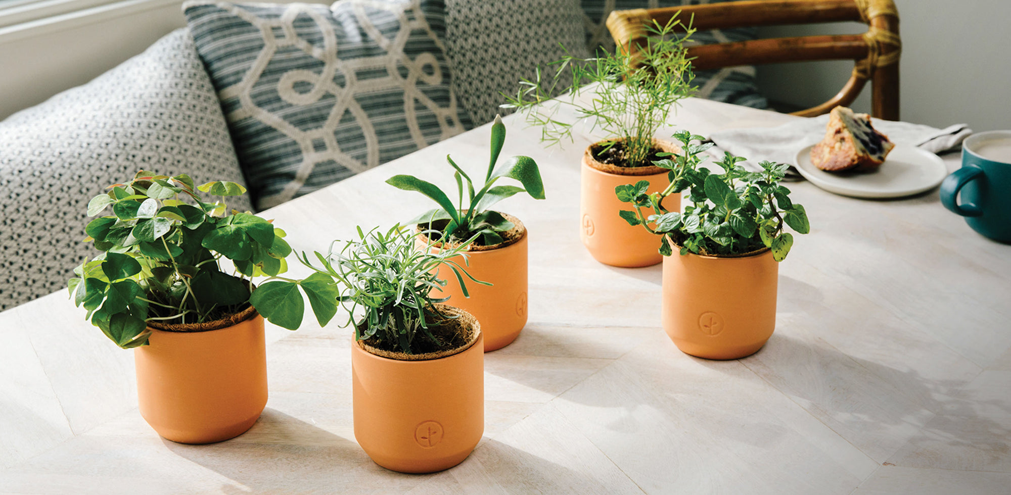 Five indoor plants in terracotta pots on a wooden table, showcasing lush greenery and vibrant leaves, ideal for home garde...
