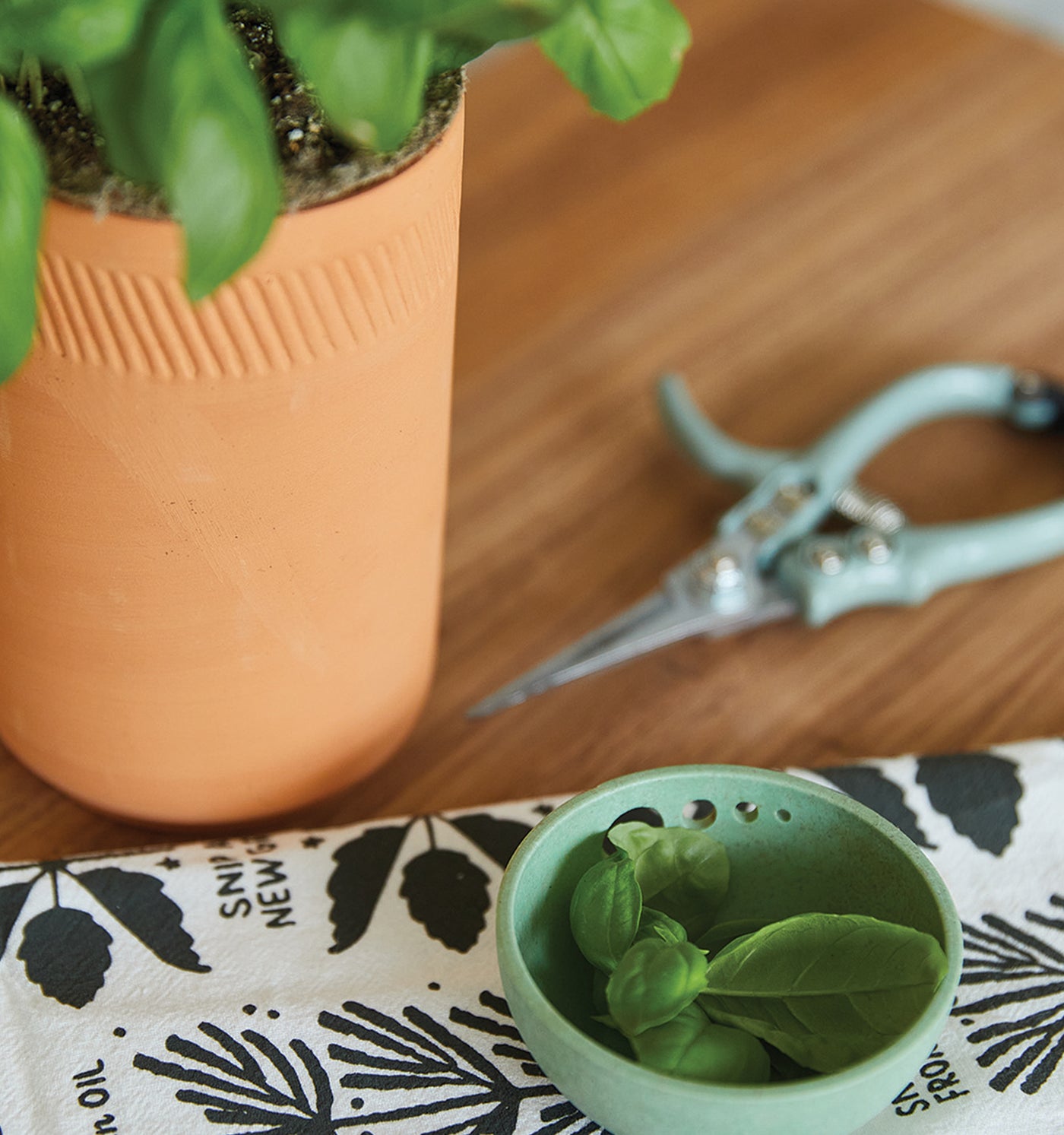 Small green basil leaves in a light green ceramic pot on a patterned cloth, with a terra cotta pot, pruning scissors, and ...