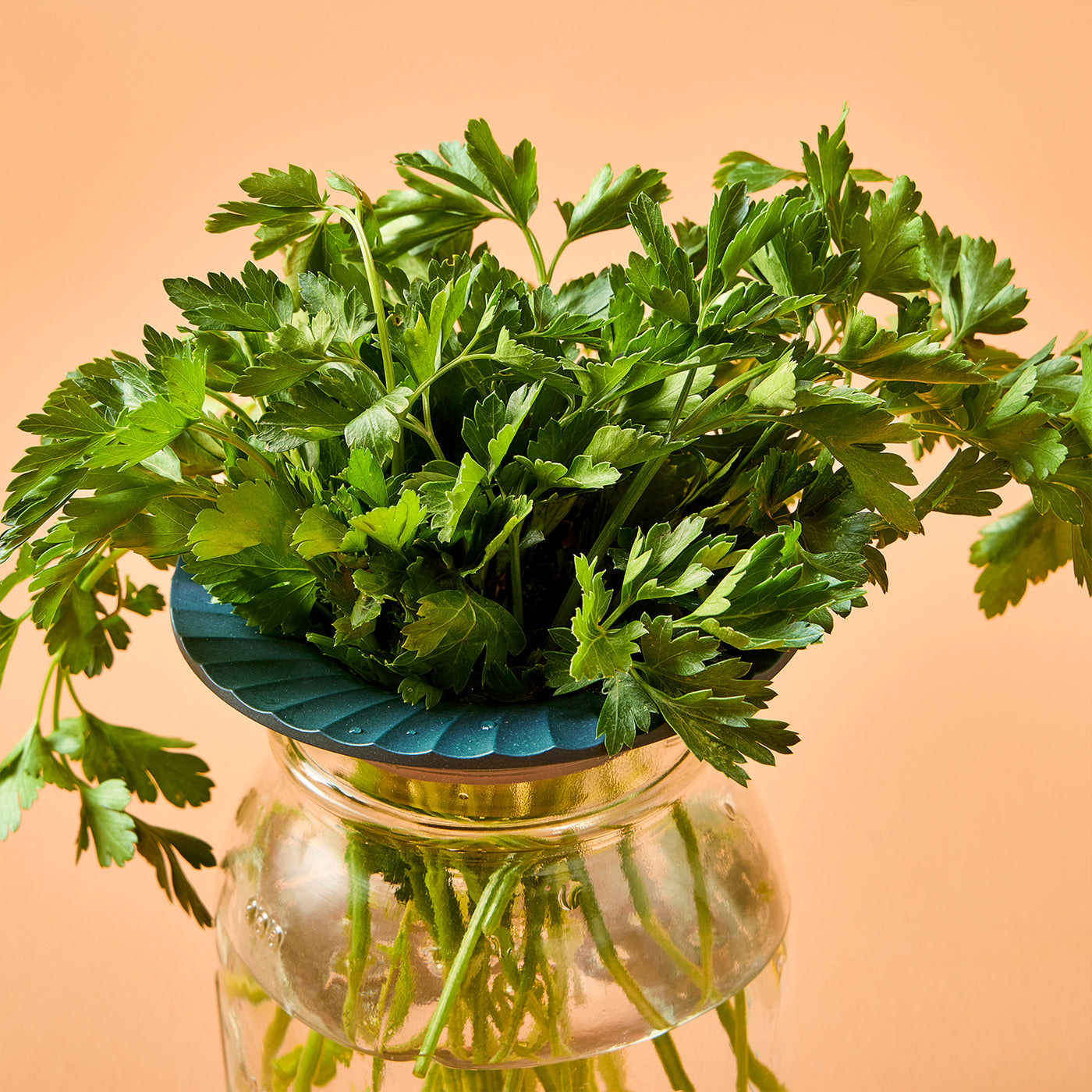 Fresh green parsley arranged in a blue hydroponic holder, displayed in a clear glass jar against a warm orange background.