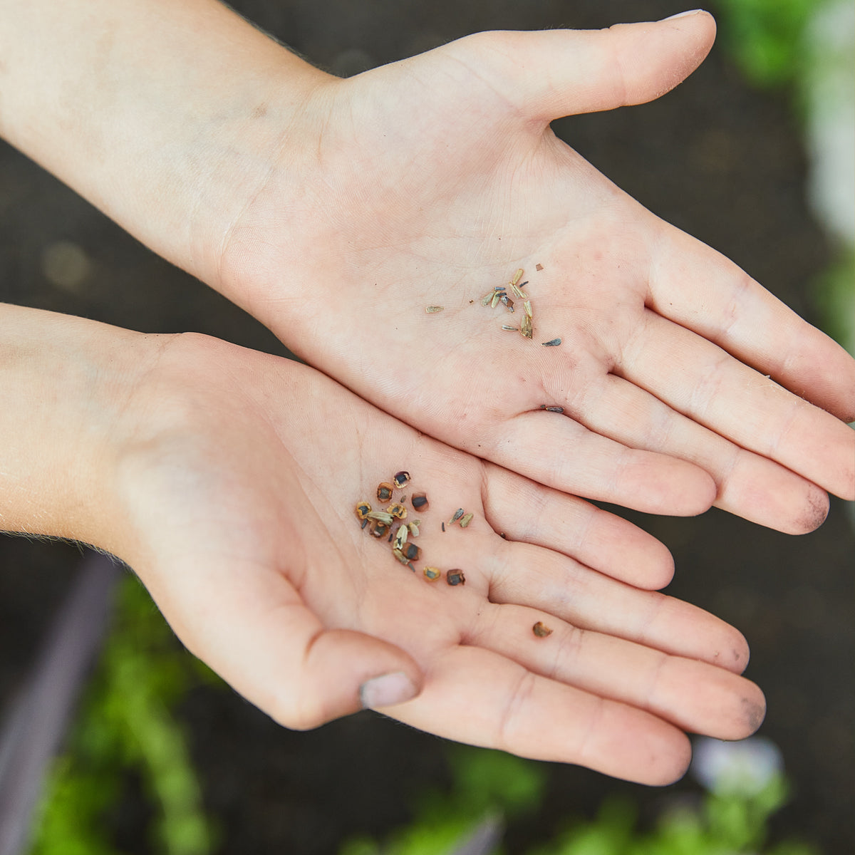Two hands holding a variety of small seeds, ready for planting in an indoor garden.