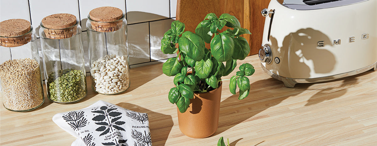 A vibrant basil plant in a terracotta pot on a wooden countertop, near glass jars of seeds and a cream-colored toaster.