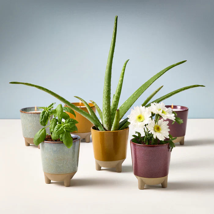 Glow & Grow Kits - Soy Candle That Grows Into a Plant by Modern Sprout