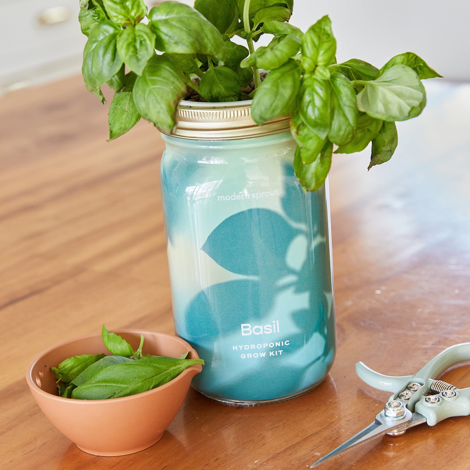 Modern Sprout basil grown and harvested indoors