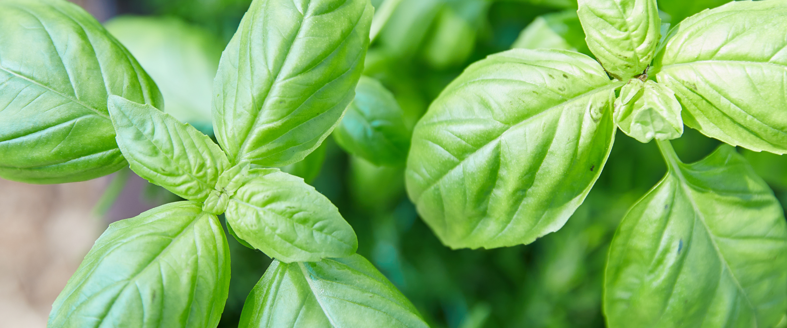 Herbs