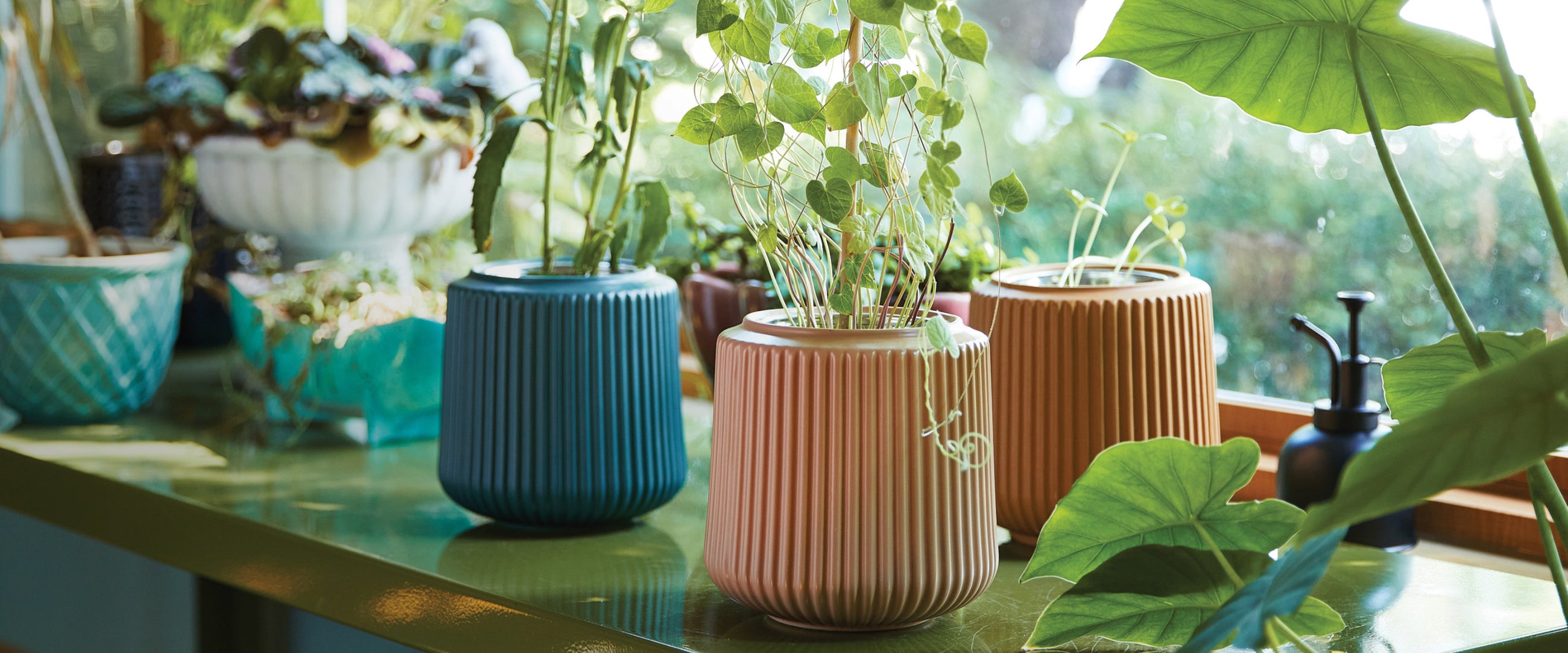 Flower Grow Kits