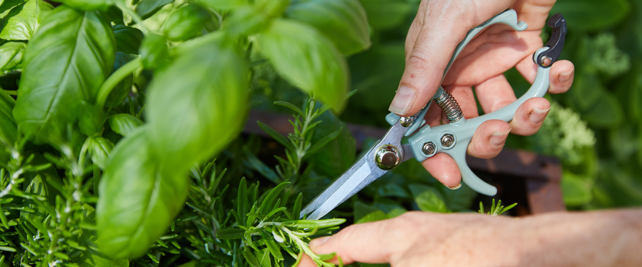 Outdoor Garden