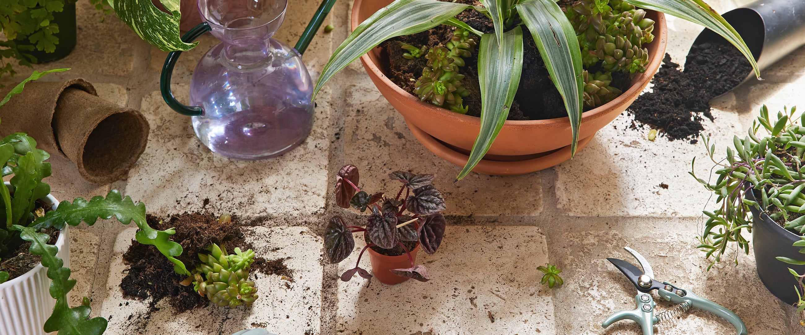 plant care accessories & supplies