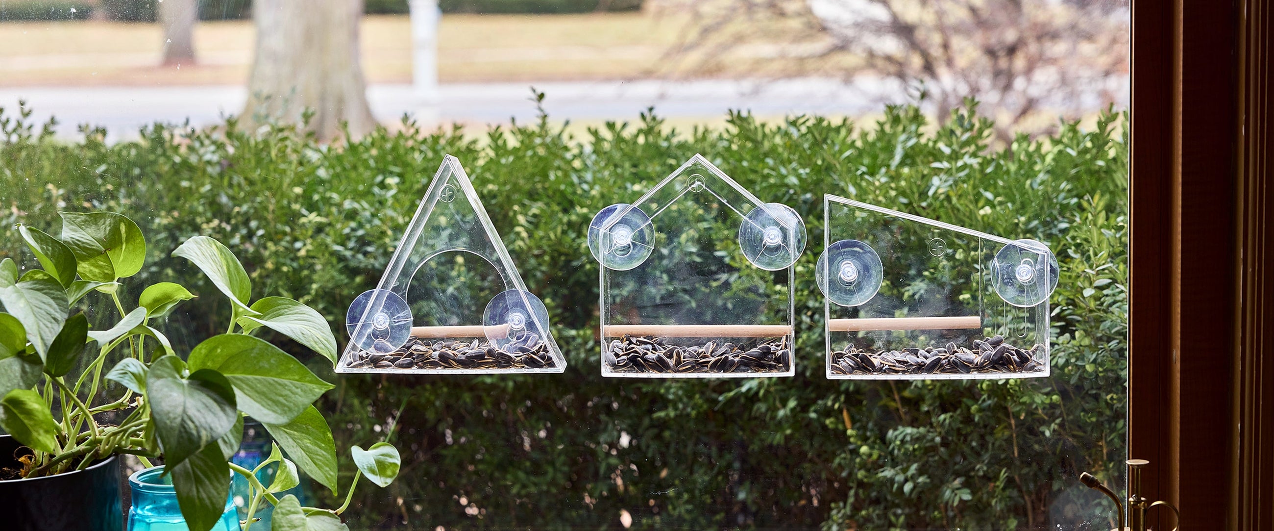pollinators & birds