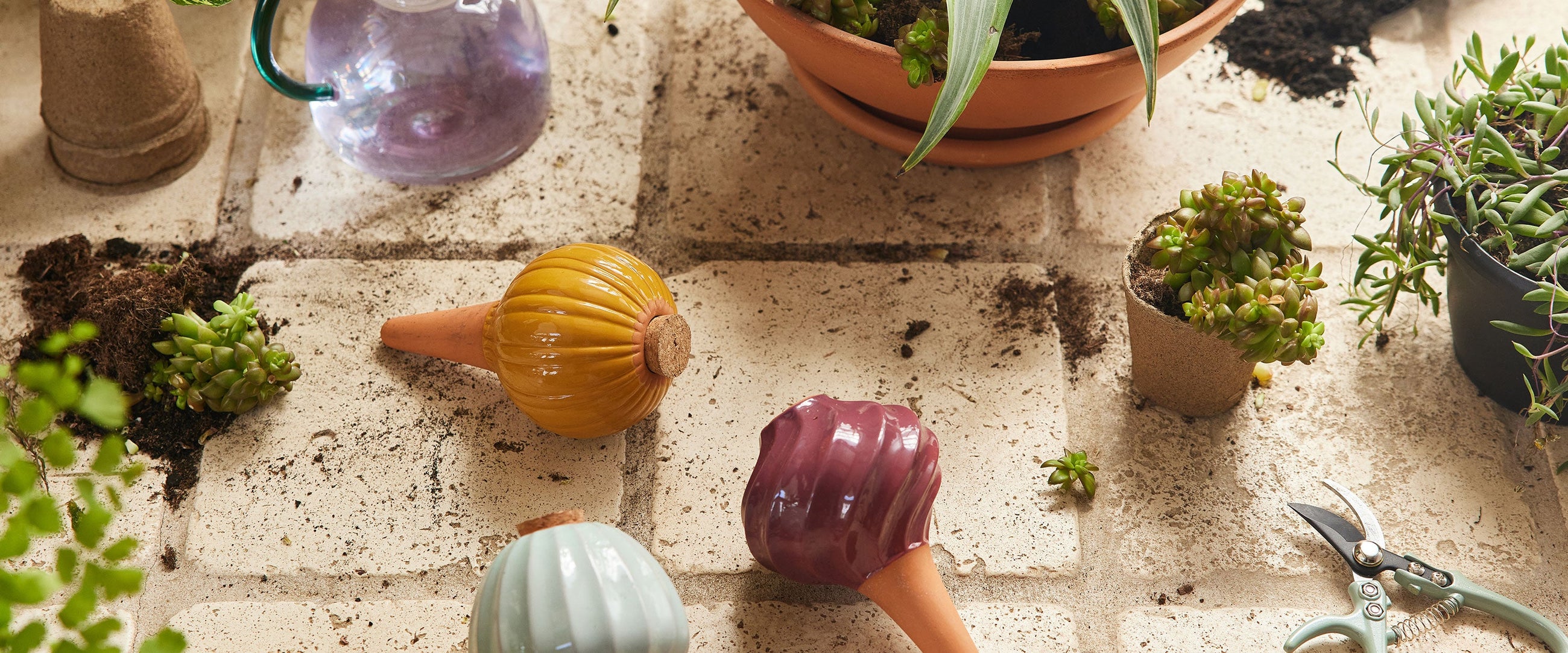 indoor plant care