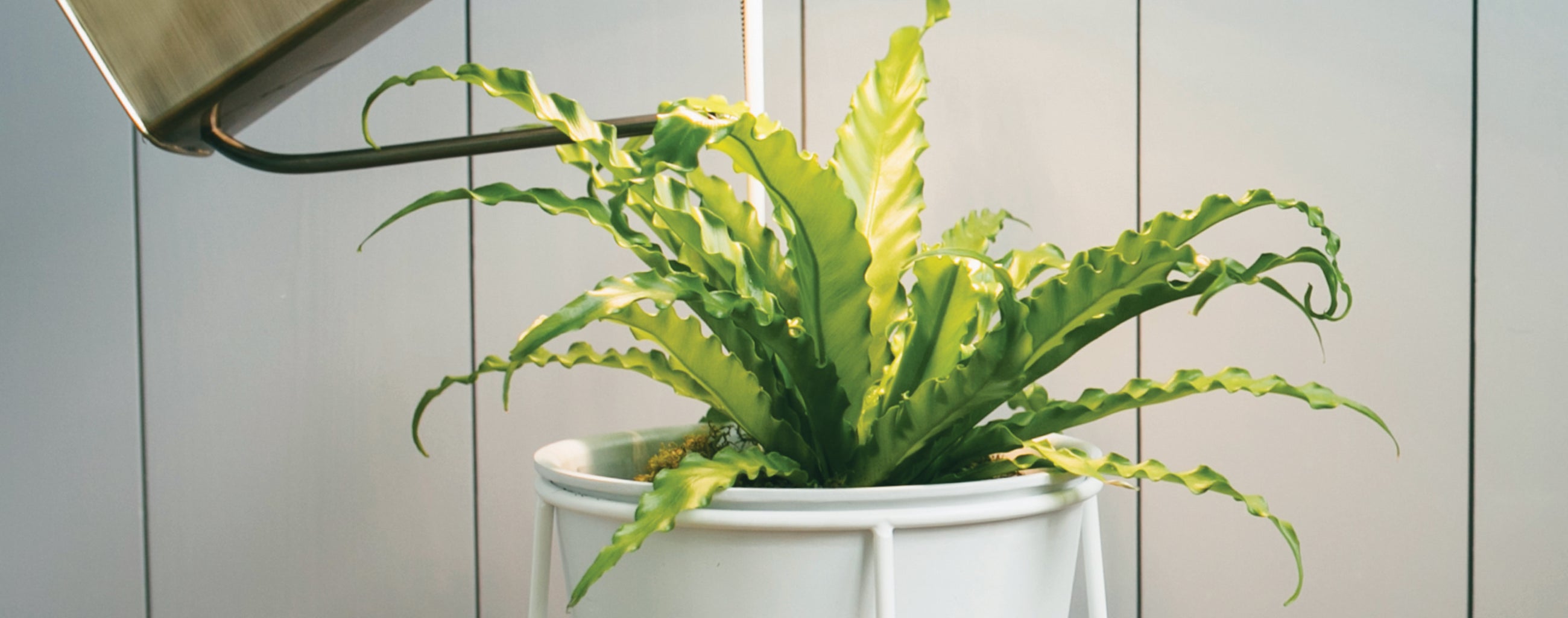 live plants & soil
