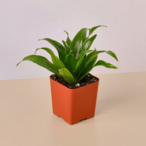 3" Tropical Plant Variety Bundle