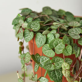Succulent 'String of Hearts'