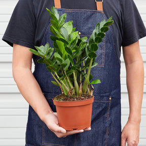 Zamioculcas Zamiifolia 'ZZ' Plant