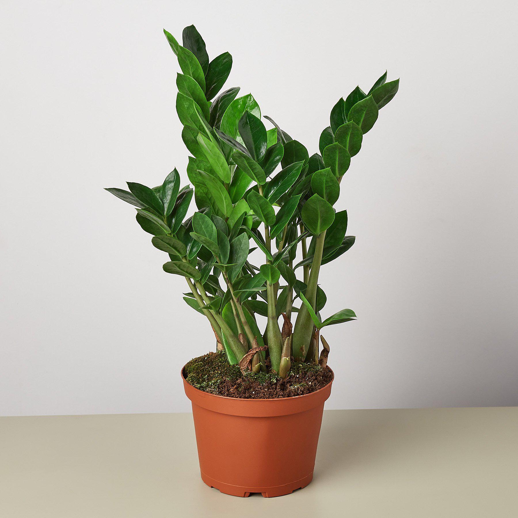 Zamioculcas Zamiifolia 'ZZ' Plant