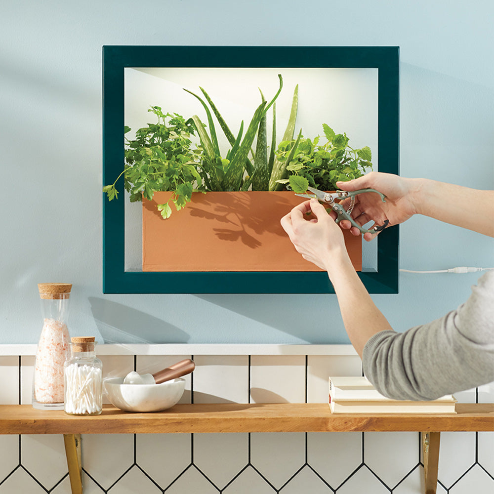Person pruning herbs in a wall-mounted indoor hydroponic garden, framed like artwork.