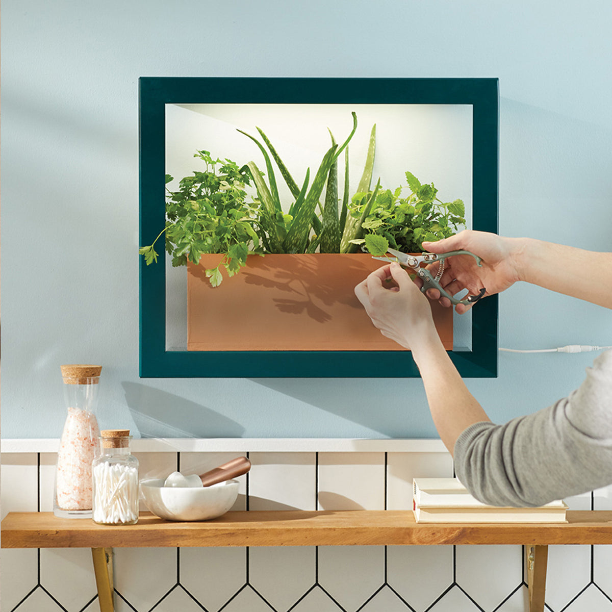 Wall-mounted hydroponic garden frame with herbs, in a teal and terracotta planter, with hands pruning.