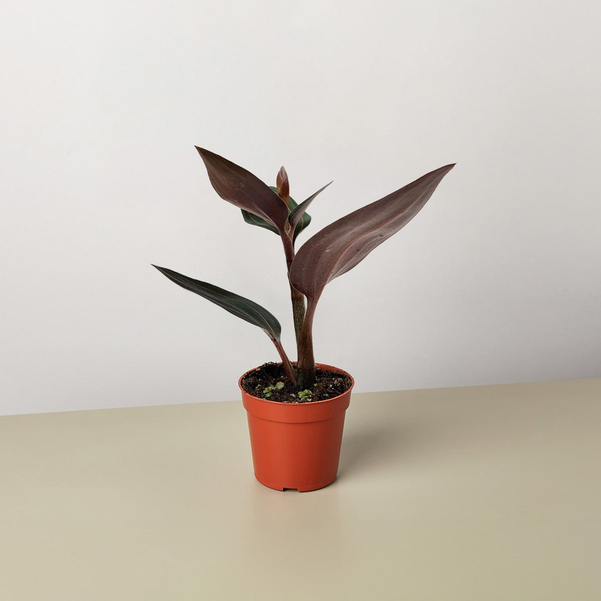 Ludisia Discolor