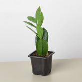 Zamioculcas Zamiifolia 'ZZ' Plant