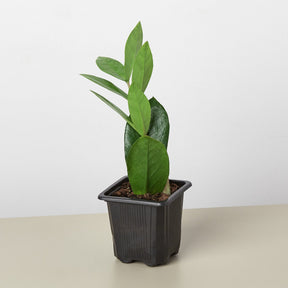Zamioculcas Zamiifolia 'ZZ' Plant