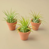 3 Tiny Air Plants with Mini Terracotta Pots