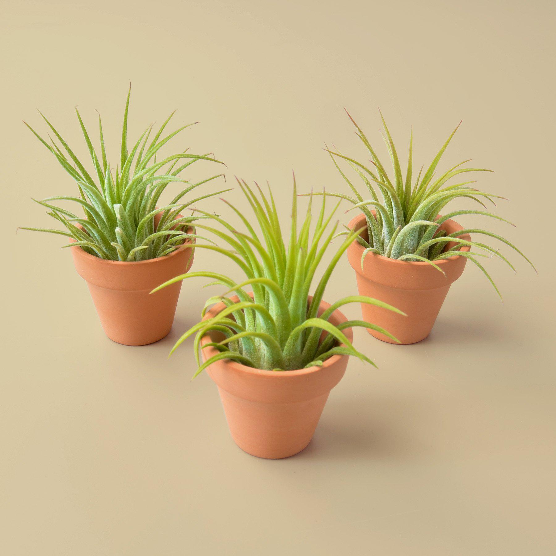 3 Tiny Air Plants with Mini Terracotta Pots