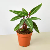 Stromanthe 'Sanguinea'