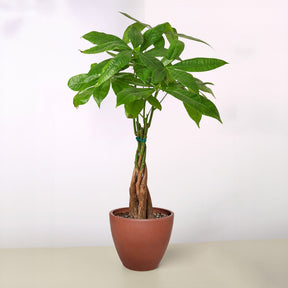 Money Tree 'Guiana Chestnut' Pachira Braid