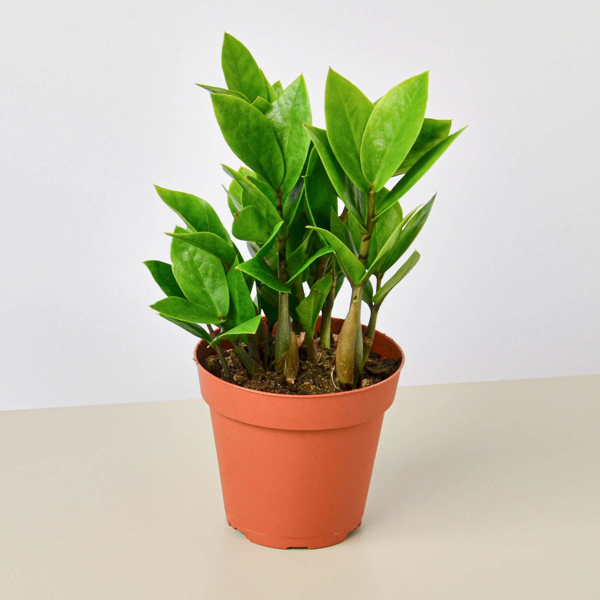 Zamioculcas Zamiifolia 'ZZ' Plant