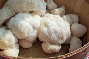 Lion's Mane Mushroom Growing Kit