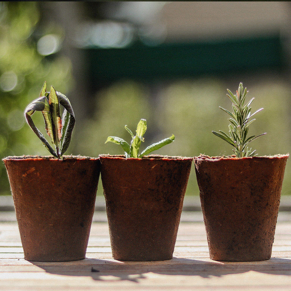Three biodegradable pots with a variety of young plants, placed on a wooden surface outdoors.