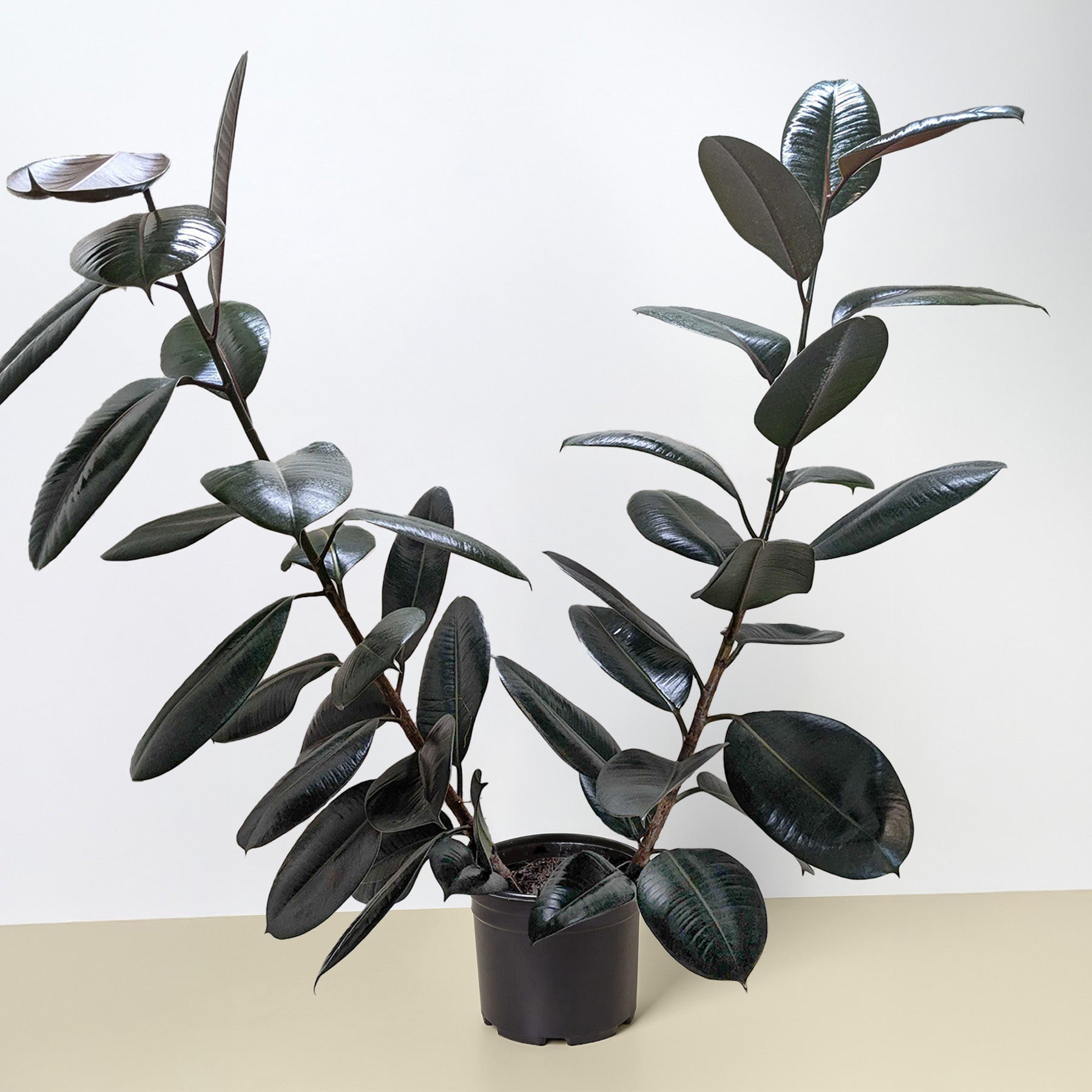 Ficus Elastica 'Burgundy'