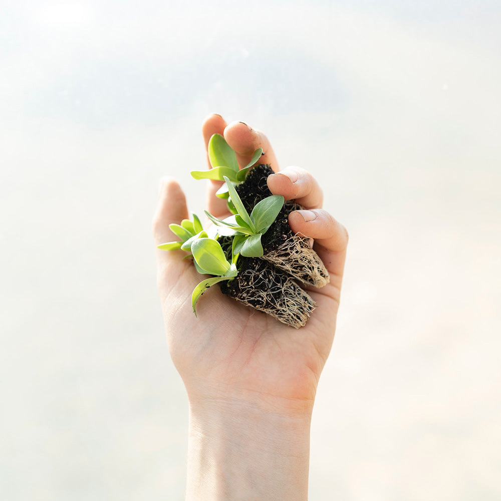 Hand holding a small plant with visible roots, against a soft-focus background.