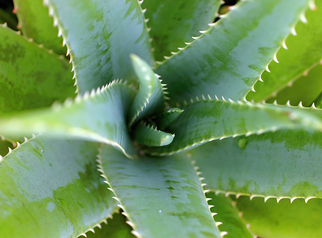 Close-up of a green aloe plant with spiky edges and white speckles.