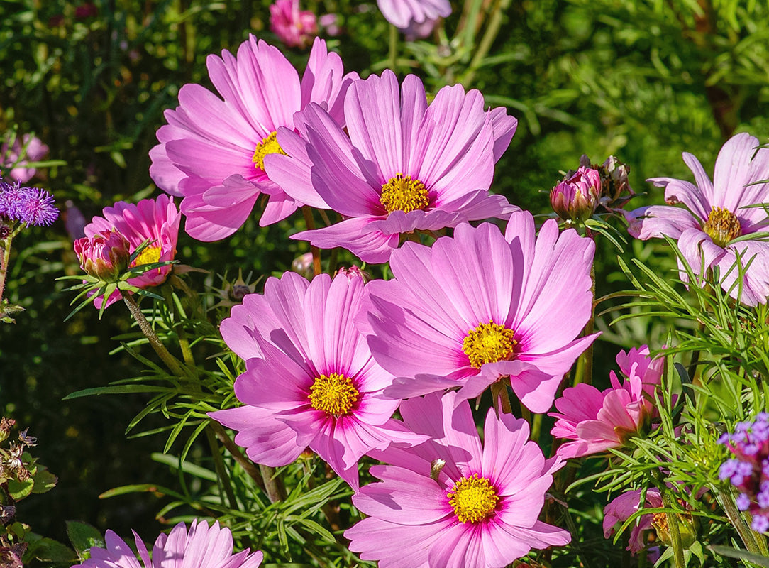Cluster of pink cosmos flowers with vibrant yellow centers, surrounded by green foliage.