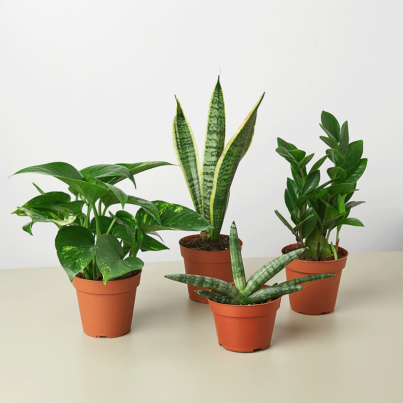 Easy Care Variety Plant Bundle