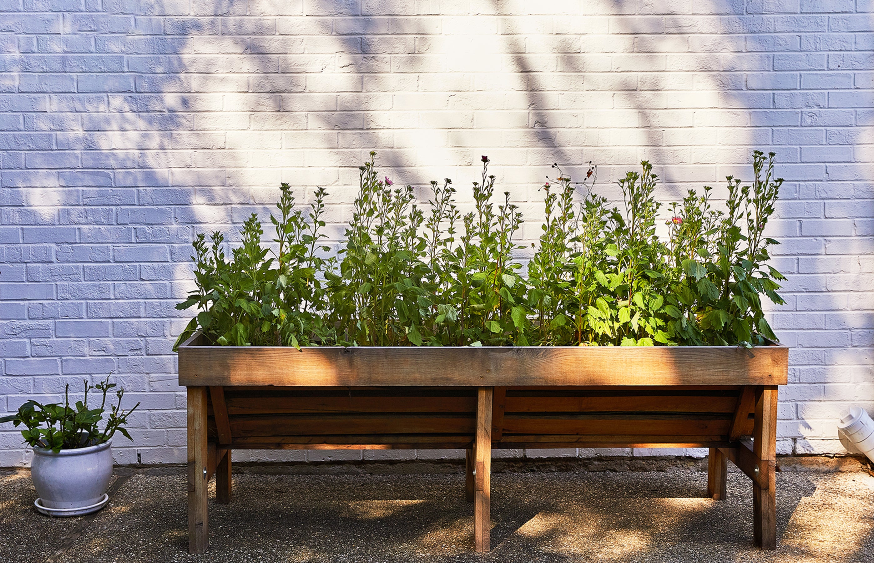 Wooden planter with lush green herbs growing indoors against a white brick wall, perfect for hydroponic gardening.