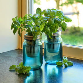 Two mason jar grow kits with fresh mint and basil plants, placed on a windowsill with natural light.
