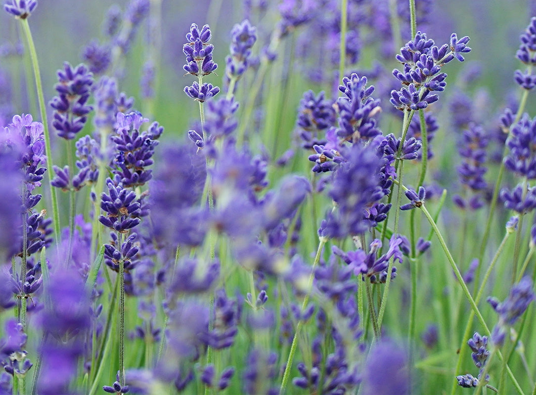Lavender field in bloom, vibrant purple hues dominate with a soft focus effect.