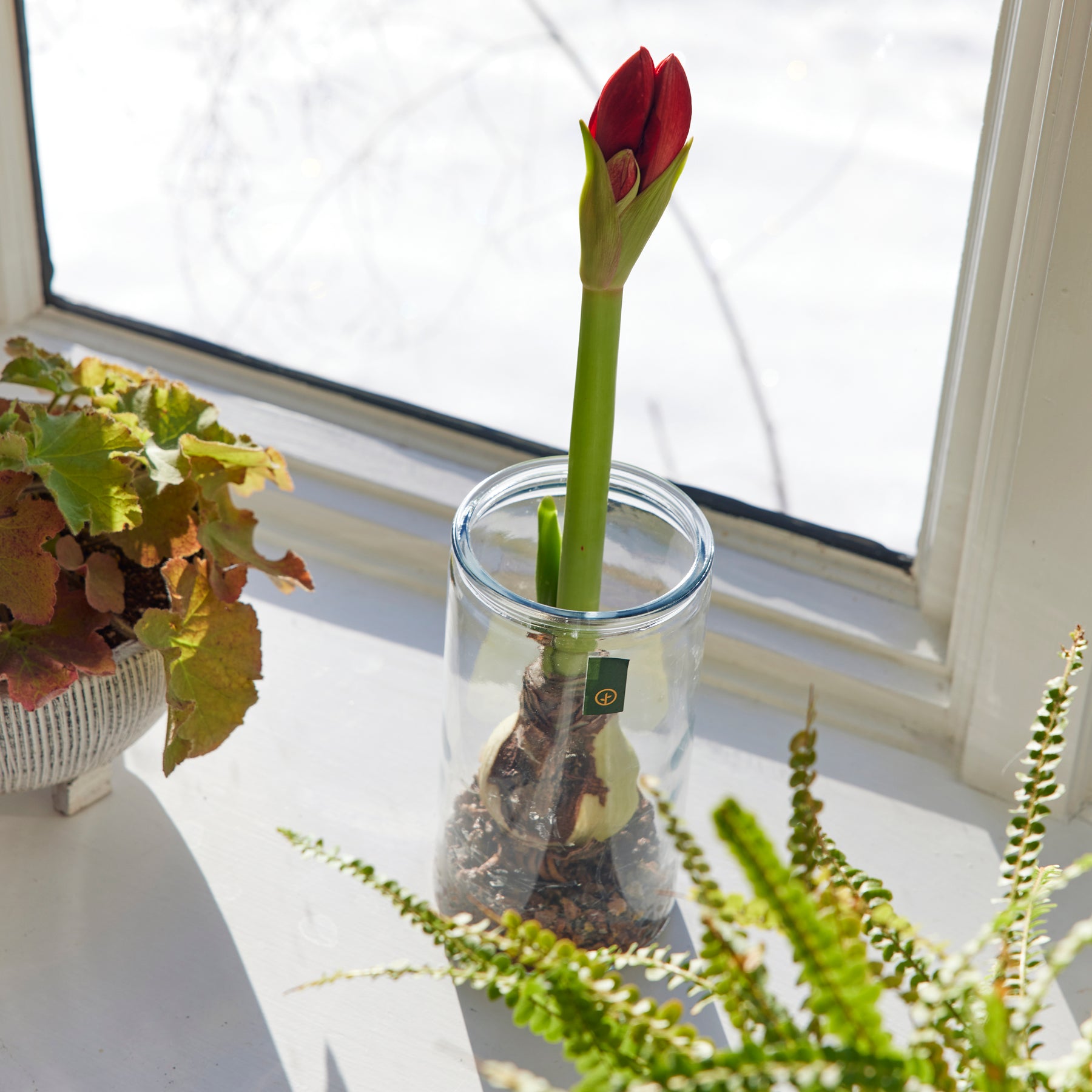 Winter Bulb Kits