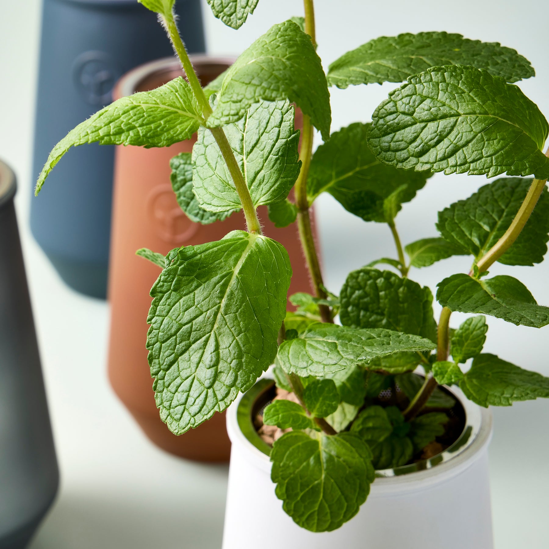 Close-up of a mint plant thriving in a tapered tumbler grow kit, surrounded by additional colorful planters.