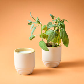 A white ceramic planter with a candle and a small plant, featuring green leaves, against an orange background.