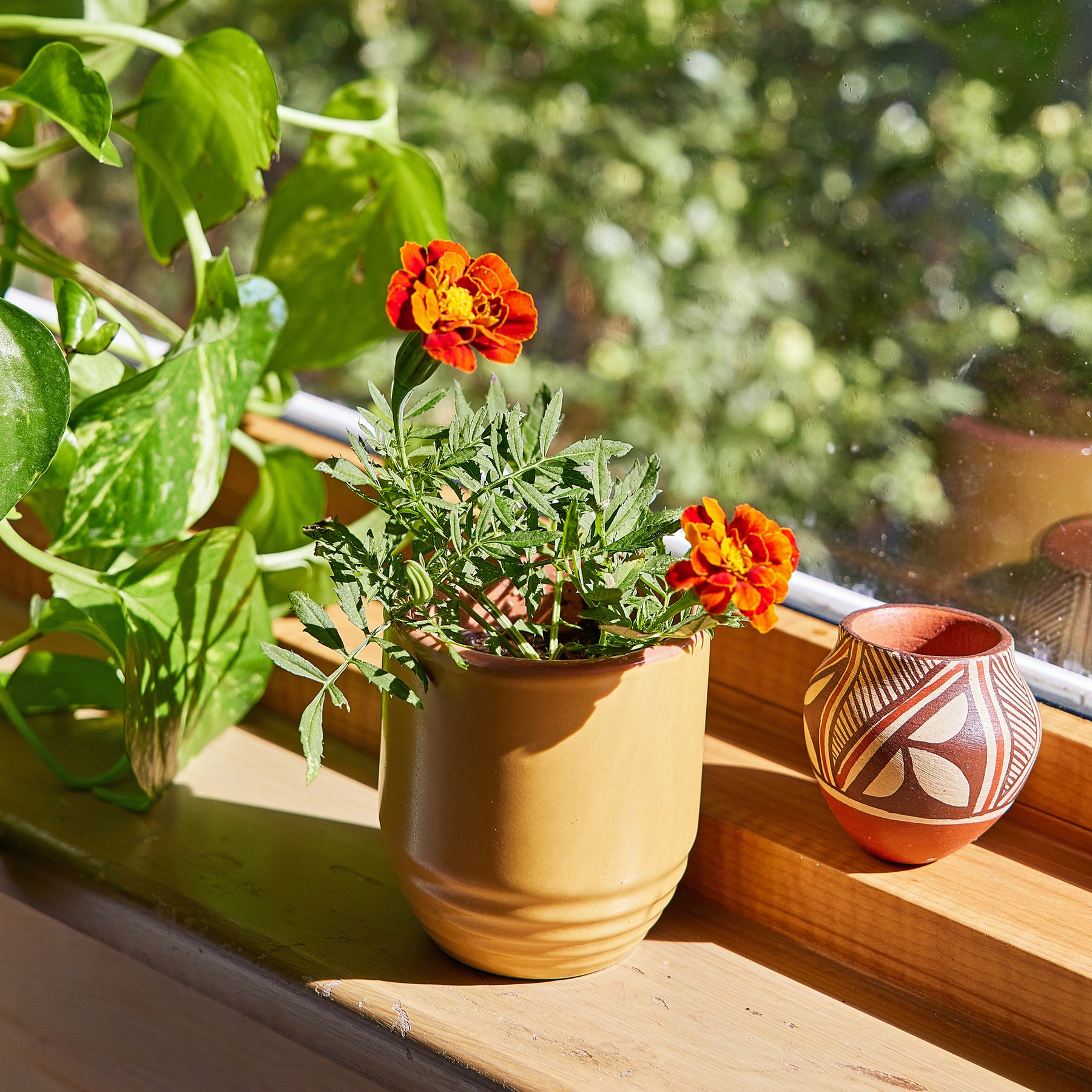 A marigold plant in a tan candle planter, placed on a windowsill with sunlight and greenery in the background.